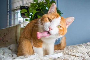 貓薄荷對(duì)貓有害嗎