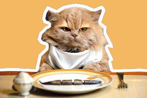 自制貓糧的做法