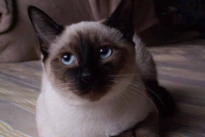 怎么喂養泰國暹羅貓