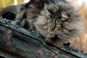 怎么喂養挪威森林貓