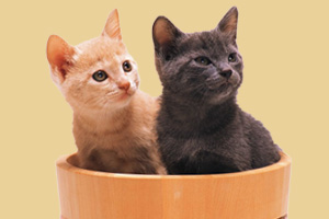 怎樣養(yǎng)貓不臭