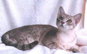 澳大利亞霧貓吃什么 澳大利亞霧貓喂養手冊