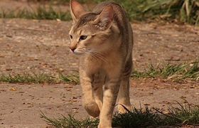 非洲獅子貓耳朵怎么清理 非洲獅子貓耳朵清理方法