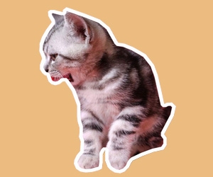 貓食欲不振怎么辦