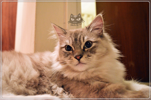 襤褸貓怎么洗澡  襤褸貓洗澡護理方法