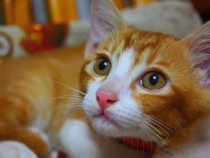 貓咪性格怎么判斷 根據(jù)貓咪毛色判斷性格