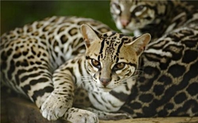 豹貓挑食怎么辦 豹貓挑食原因分析