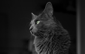 內華達貓怎么養 內華達貓飼養知識