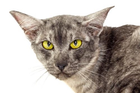 爪哇貓?jiān)趺聪丛?爪哇貓洗澡程序介紹