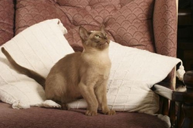 歐洲緬甸貓喂什么 歐洲緬甸貓喂食要求