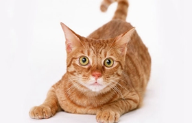 非洲獅子貓怎么養 非洲獅子貓飼養手冊