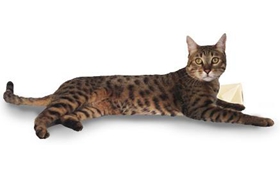 加州閃亮貓吃什么 加州閃亮貓喂養指南