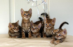 玩具虎貓怎么剪指甲 玩具虎貓指甲修剪周期