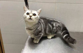 曼基康貓怎么洗澡 短腿貓洗澡要點