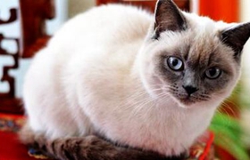 重點色短毛貓掉毛怎么辦 重點色短毛貓毛發梳理方法