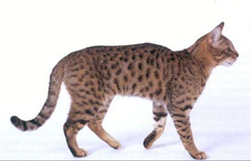 加州閃亮貓能吃狗糧嗎 不能長期食用狗糧