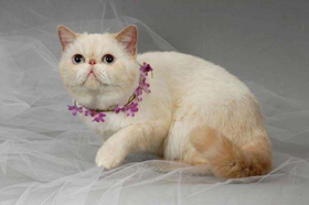 重點色短毛貓不能吃什么 重點色短毛貓喂養技巧