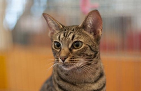 奧西貓友善嗎 奧西貓性格習(xí)性介紹