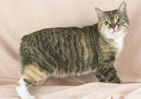 馬恩島貓怎么減肥 馬恩島貓減肥貓糧推薦