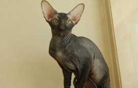 彼得禿貓性格怎么樣 彼得禿貓性格介紹