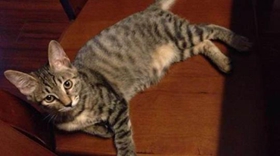 加州閃亮貓毛發怎么梳理 加州閃亮貓毛發梳理方法