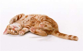 美國剛毛貓好養嗎 美國剛毛貓喂養手冊