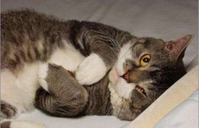 美國剛毛貓能吃牛肉嗎 美國剛毛貓禁忌食物介紹