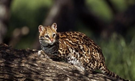 豹貓亮肚皮是什么意思 豹貓亮肚皮含義介紹