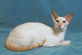 重點色短毛貓怎么養 重點色短毛貓養護知識