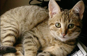 怎么給加州閃亮貓洗澡 加州閃亮貓洗澡方法