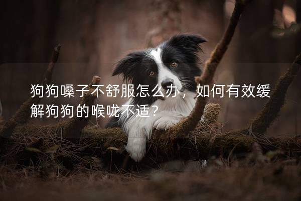 狗狗嗓子不舒服怎么辦，如何有效緩解狗狗的喉嚨不適？