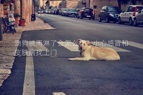 狗狗被雨淋了會怎么樣？小心感冒和皮膚病找上門