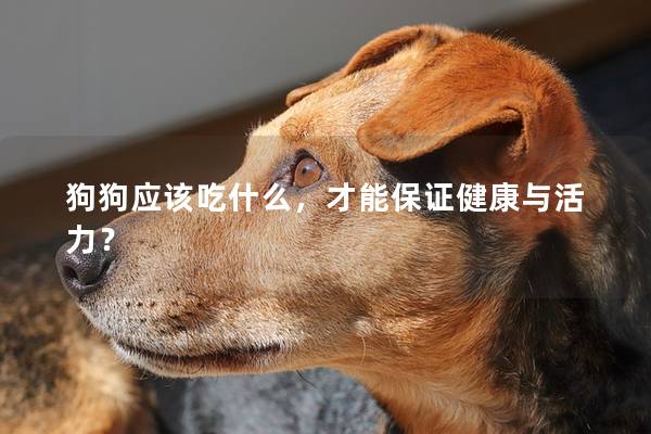 狗狗應該吃什么,才能保證健康與活力? 狗狗應該吃什么,才能保證健康與活力?