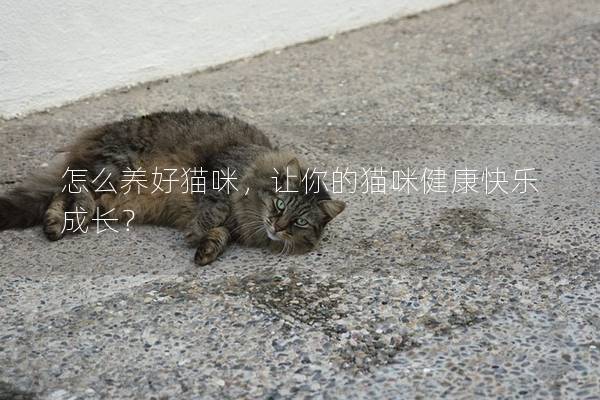 怎么養好貓咪，讓你的貓咪健康快樂成長？