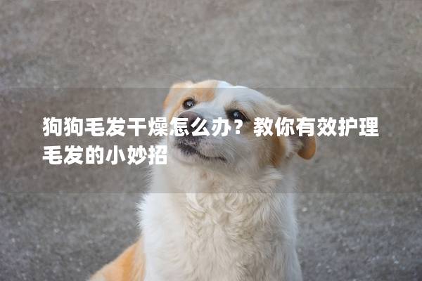 狗狗毛發干燥怎么辦？教你有效護理毛發的小妙招