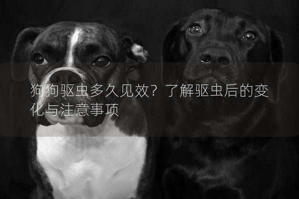 狗狗驅蟲多久見效？了解驅蟲后的變化與注意事項