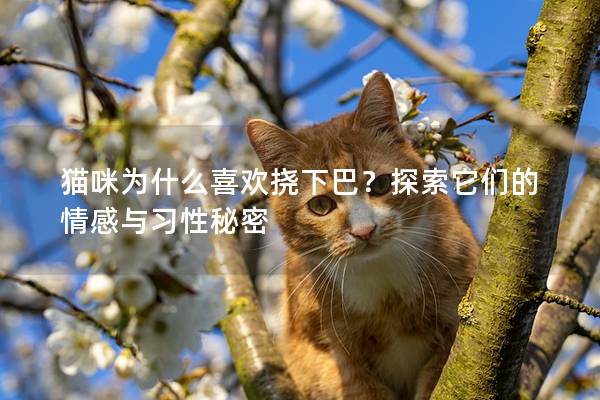 貓咪為什么喜歡撓下巴？探索它們的情感與習性秘密