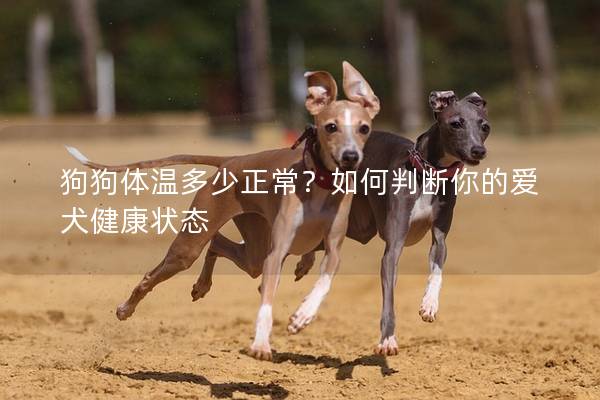 狗狗體溫多少正常？如何判斷你的愛犬健康狀態