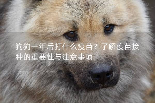 狗狗一年后打什么疫苗？了解疫苗接種的重要性與注意事項
