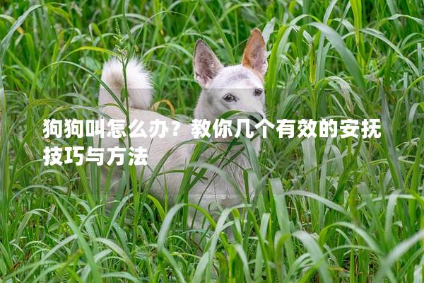 狗狗叫怎么辦？教你幾個(gè)有效的安撫技巧與方法
