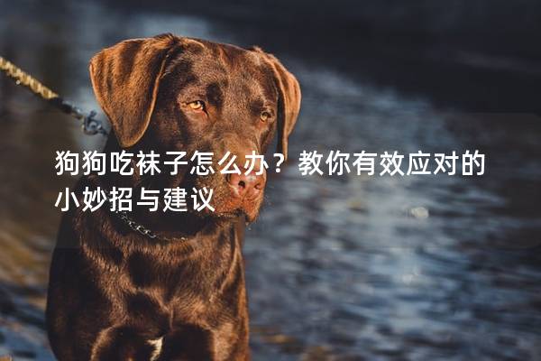 狗狗吃襪子怎么辦？教你有效應對的小妙招與建議