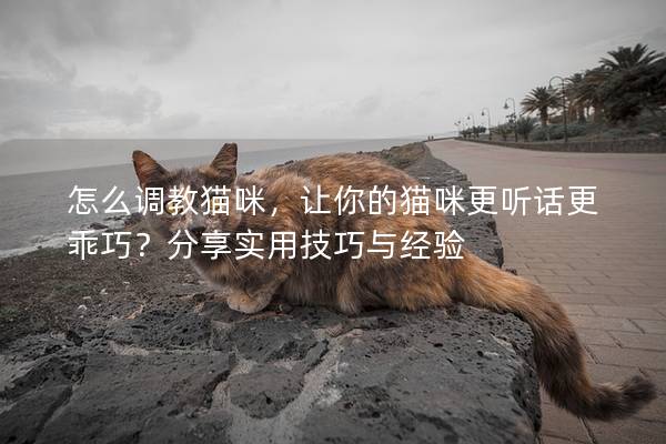 怎么調教貓咪，讓你的貓咪更聽話更乖巧？分享實用技巧與經驗