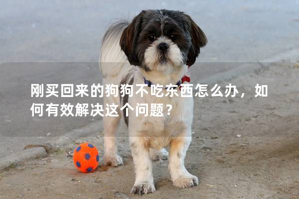 剛買回來的狗狗不吃東西怎么辦，如何有效解決這個問題？