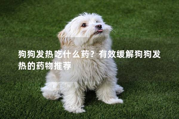 狗狗發熱吃什么藥？有效緩解狗狗發熱的藥物推薦