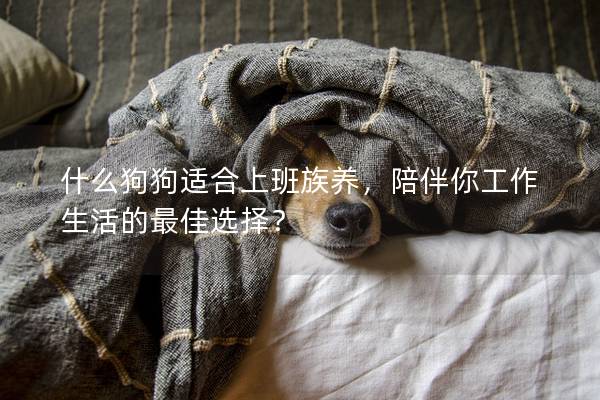 什么狗狗適合上班族養，陪伴你工作生活的最佳選擇？