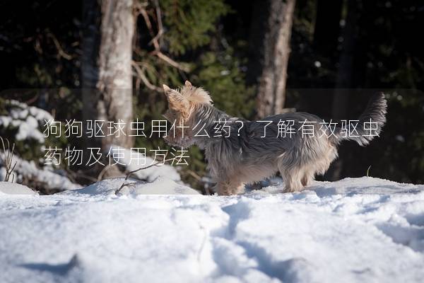 狗狗驅球蟲用什么藥？了解有效驅蟲藥物及使用方法
