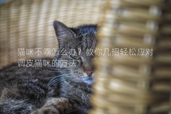 貓咪不乖怎么辦?教你幾招輕松應(yīng)對調(diào)皮貓咪的方法 貓咪不乖怎么辦?教你幾招輕松應(yīng)對調(diào)皮貓咪的方法