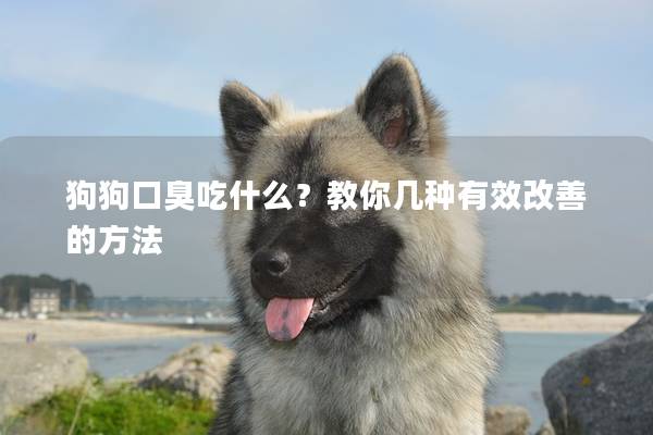 狗狗口臭吃什么？教你幾種有效改善的方法