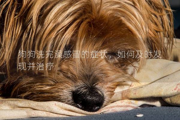 狗狗洗完澡感冒的癥狀，如何及時發現并治療