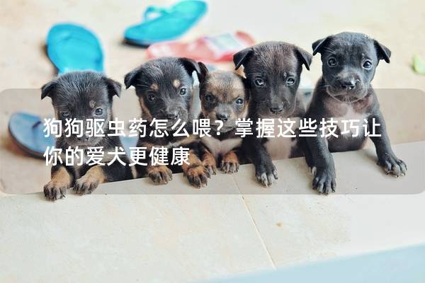 狗狗驅蟲藥怎么喂？掌握這些技巧讓你的愛犬更健康